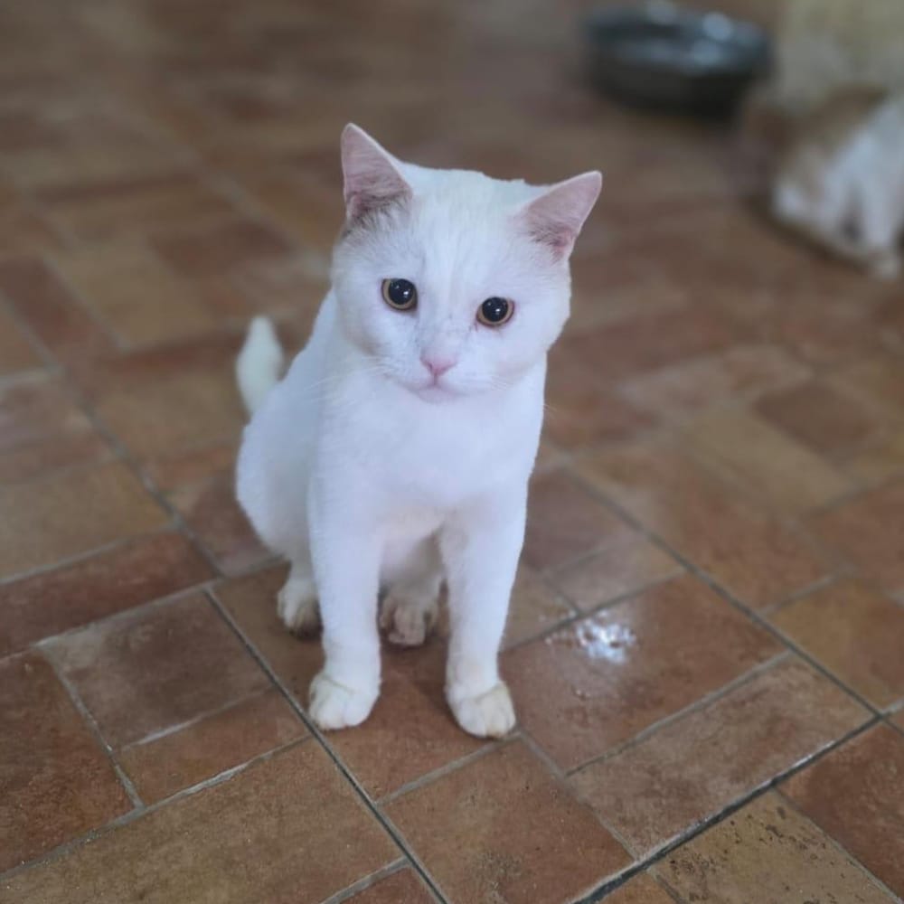 Fabi – British Shorthair, available for adoption through GWARP