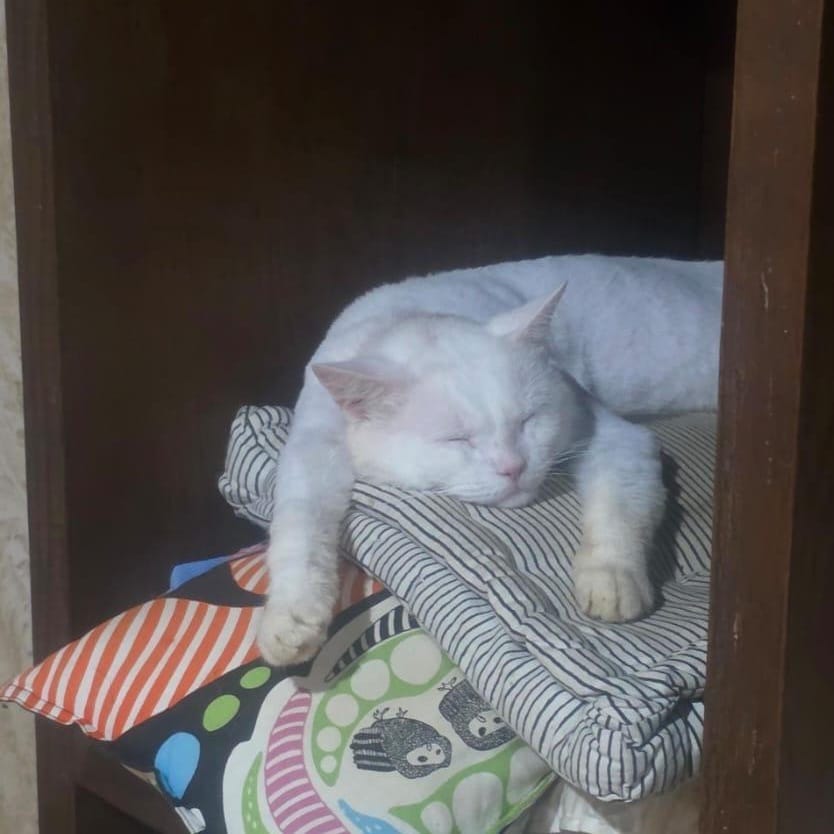 Fabi – British Shorthair, available for adoption through GWARP