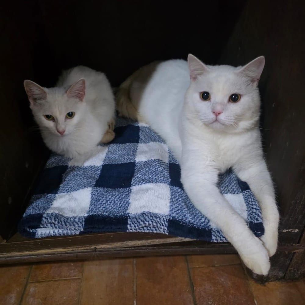 Fabi – British Shorthair, available for adoption through GWARP