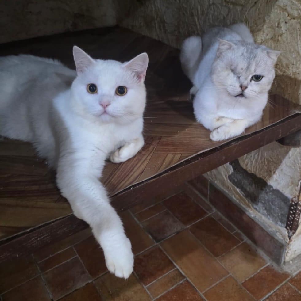 Fabi – British Shorthair, available for adoption through GWARP