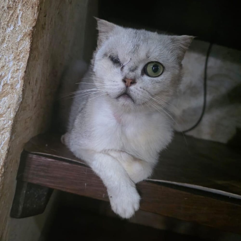Figgi – Scottish Fold, available for adoption through GWARP