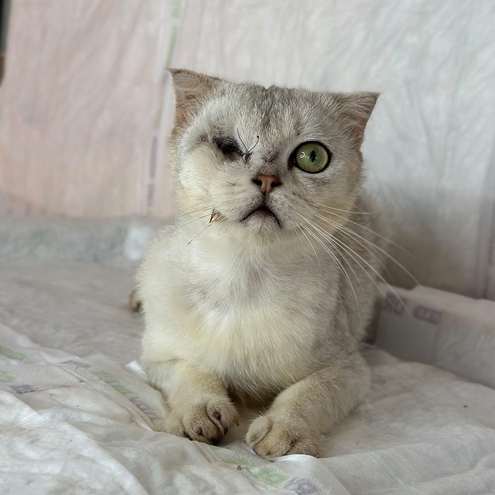 Figgi – Scottish Fold, available for adoption through GWARP