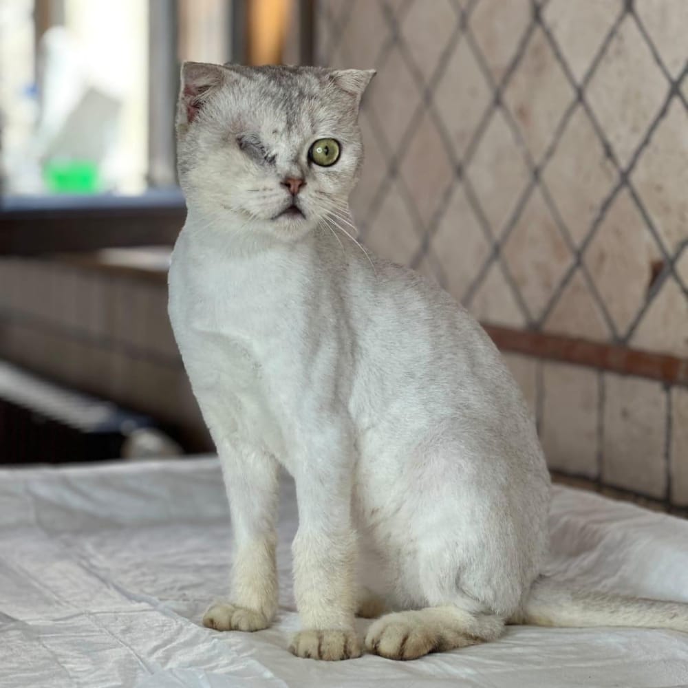 Figgi – Scottish Fold, available for adoption through GWARP