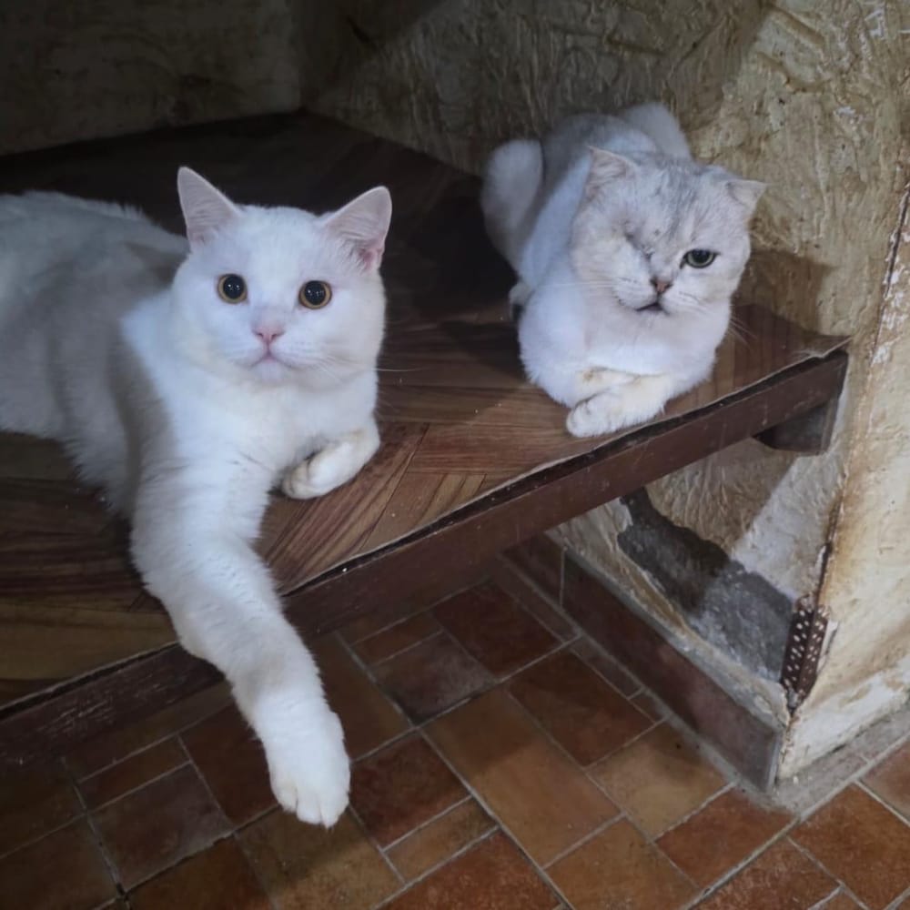 Figgi – Scottish Fold, available for adoption through GWARP