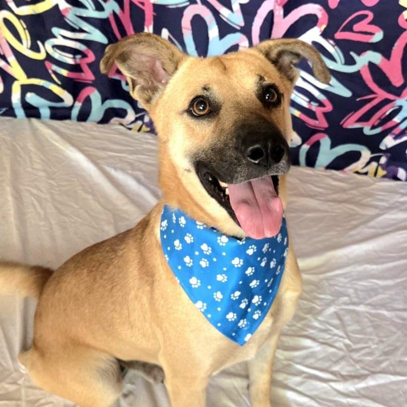 Finn – Canaan Dog, available for adoption through GWARP