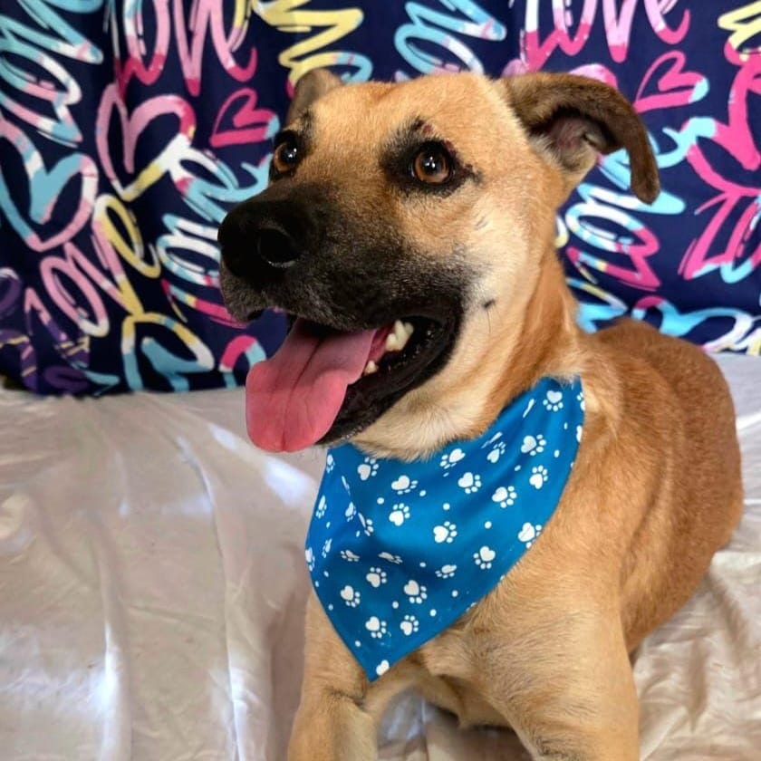 Finn – Canaan Dog, available for adoption through GWARP
