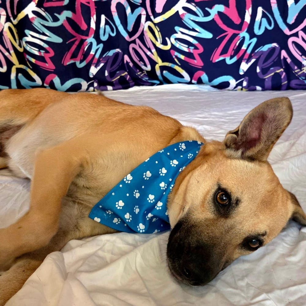 Finn – Canaan Dog, available for adoption through GWARP