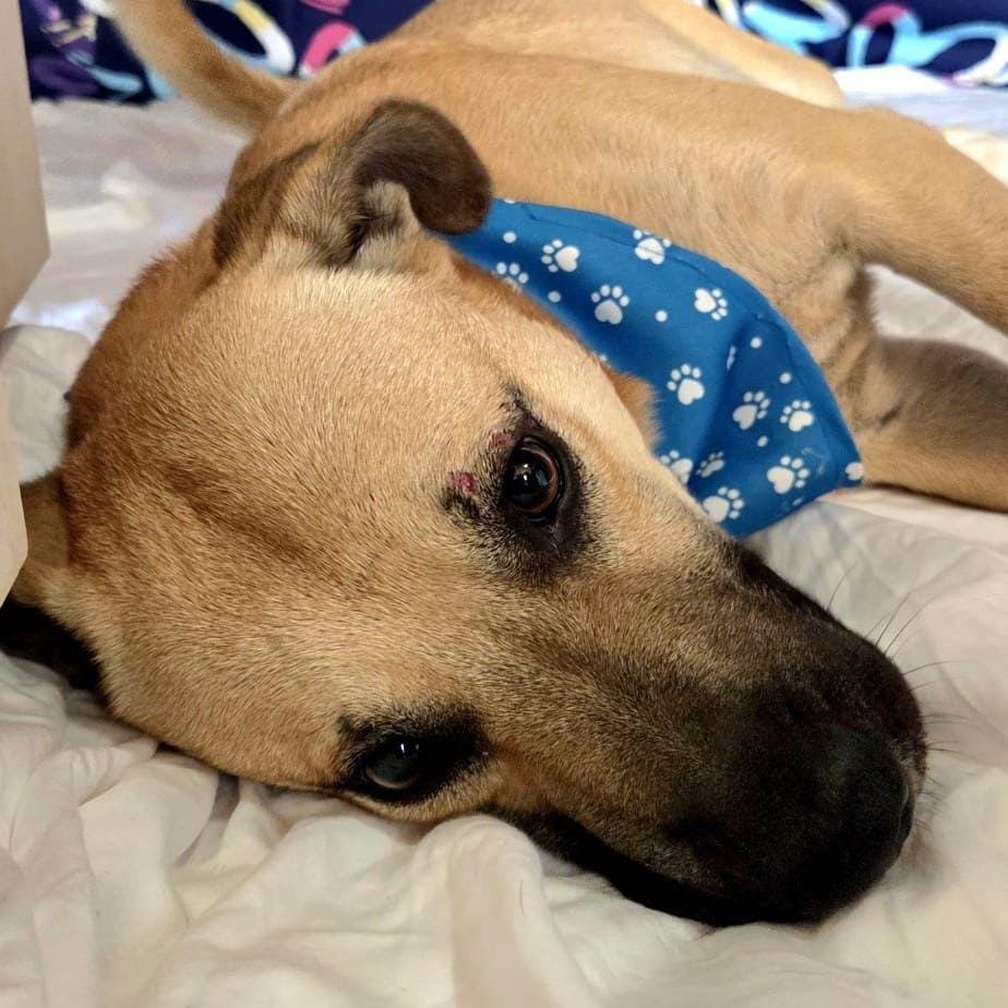 Finn – Canaan Dog, available for adoption through GWARP