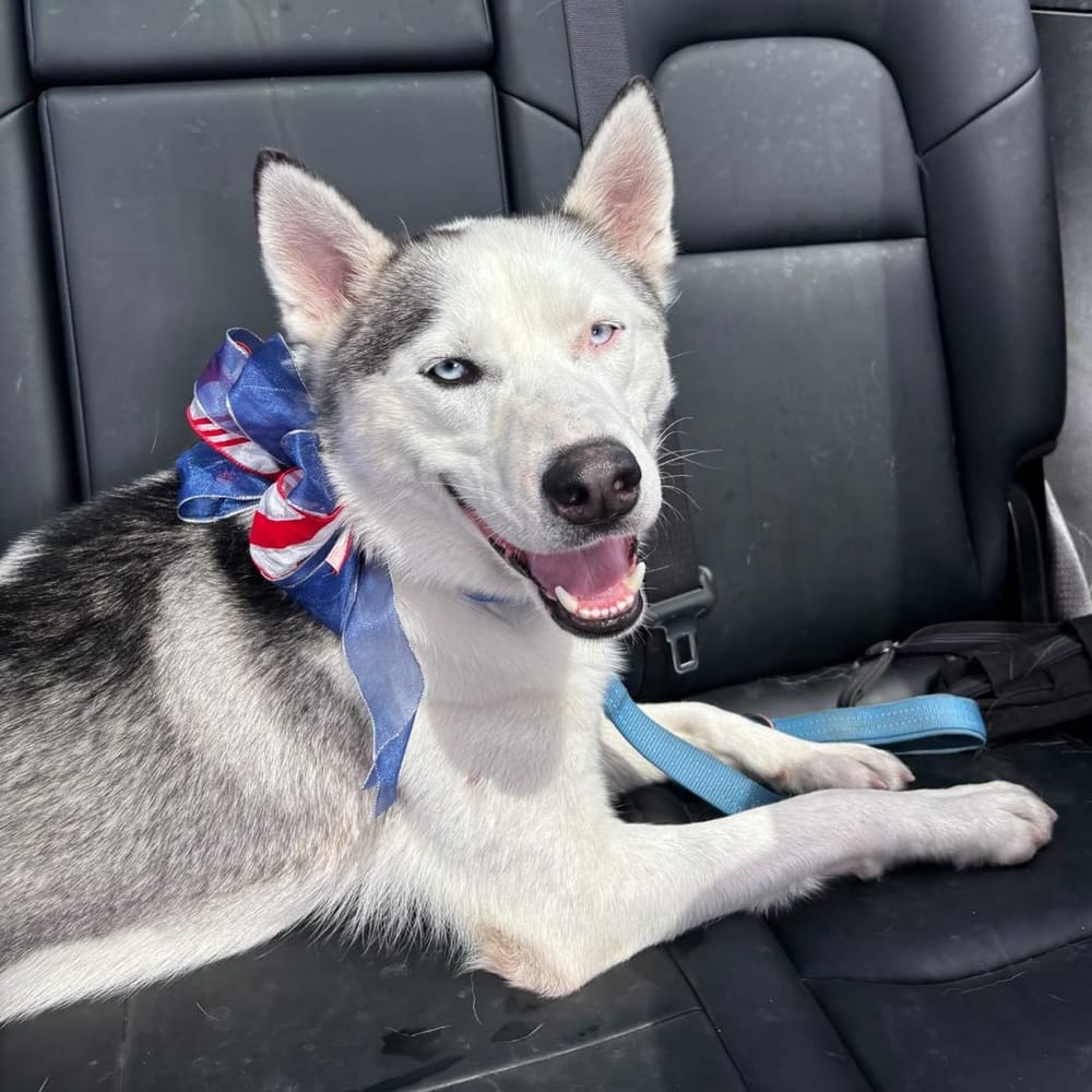 Floki – Husky, available for adoption through GWARP
