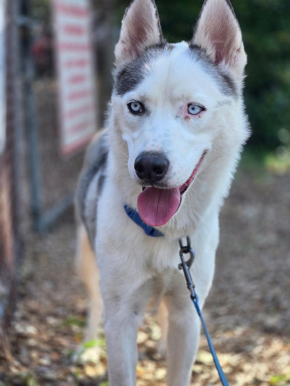Floki – Husky, available for adoption through GWARP