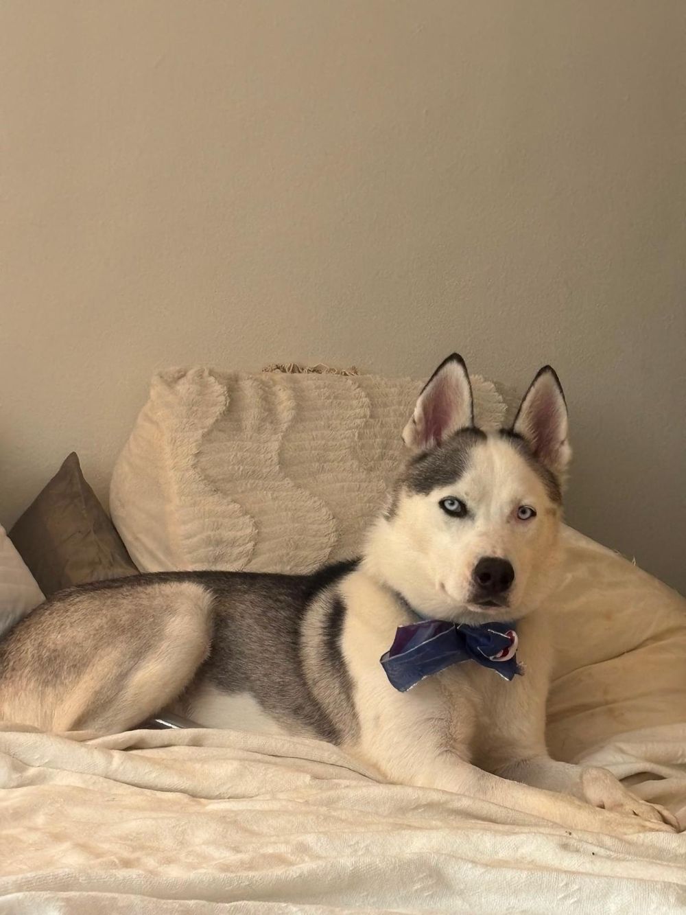 Floki – Husky, available for adoption through GWARP