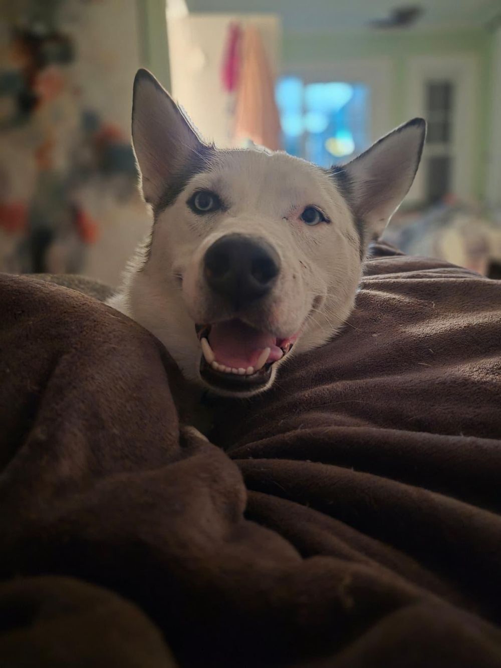 Floki – Husky, available for adoption through GWARP