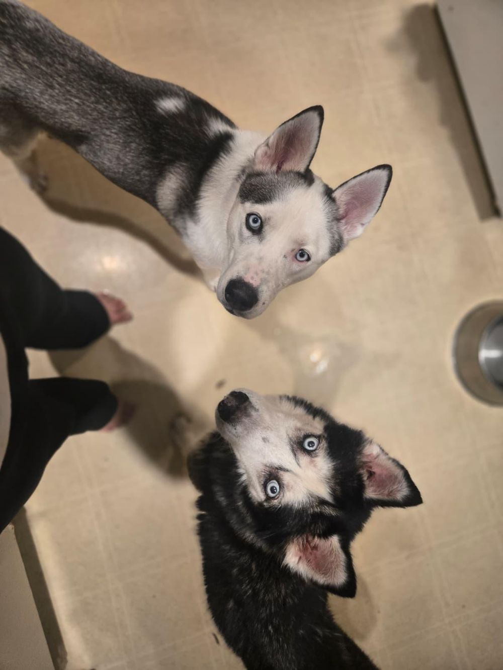 Floki – Husky, available for adoption through GWARP