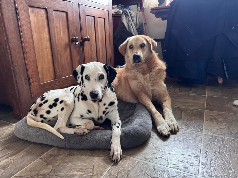 Goldie – Canaan Dog, available for adoption through GWARP