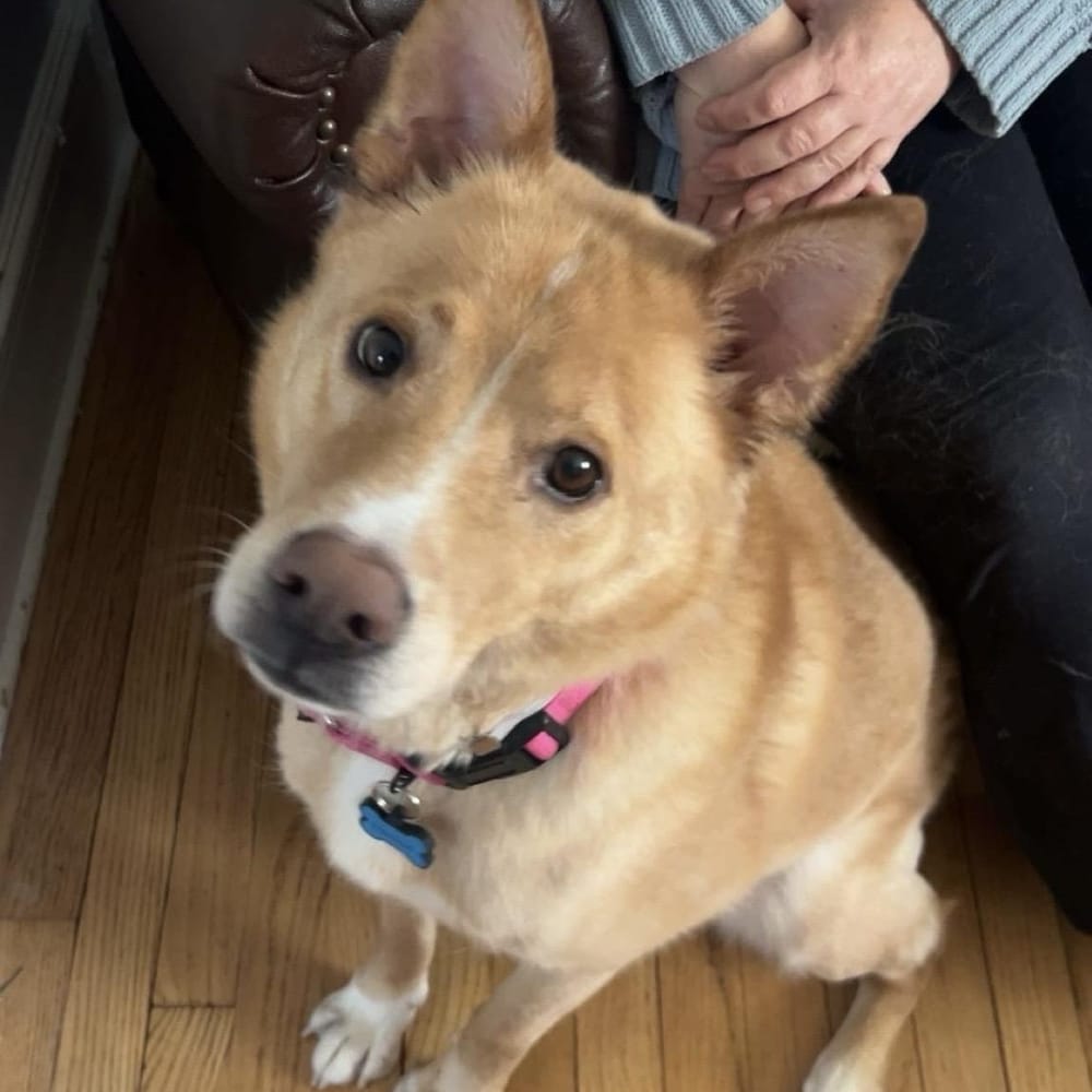 Henry Chestnut – Shepherd & Carolina Dog Mix, available for adoption through GWARP
