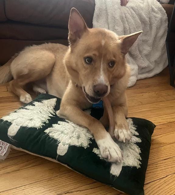 Henry Chestnut – Shepherd & Carolina Dog Mix, available for adoption through GWARP