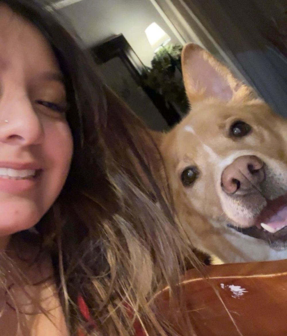 Henry Chestnut – Shepherd & Carolina Dog Mix, available for adoption through GWARP