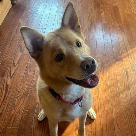 Henry Chestnut – Shepherd & Carolina Dog Mix, available for adoption through GWARP