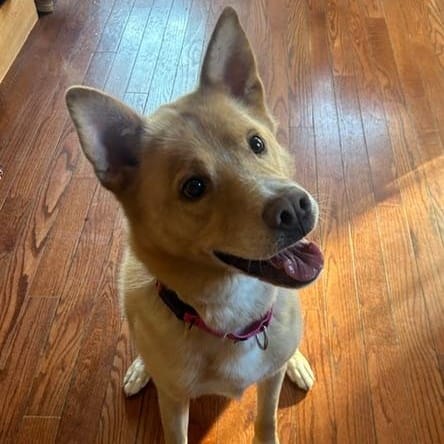 Henry – Jindo & Carolina Dog Mix, available for adoption through GWARP