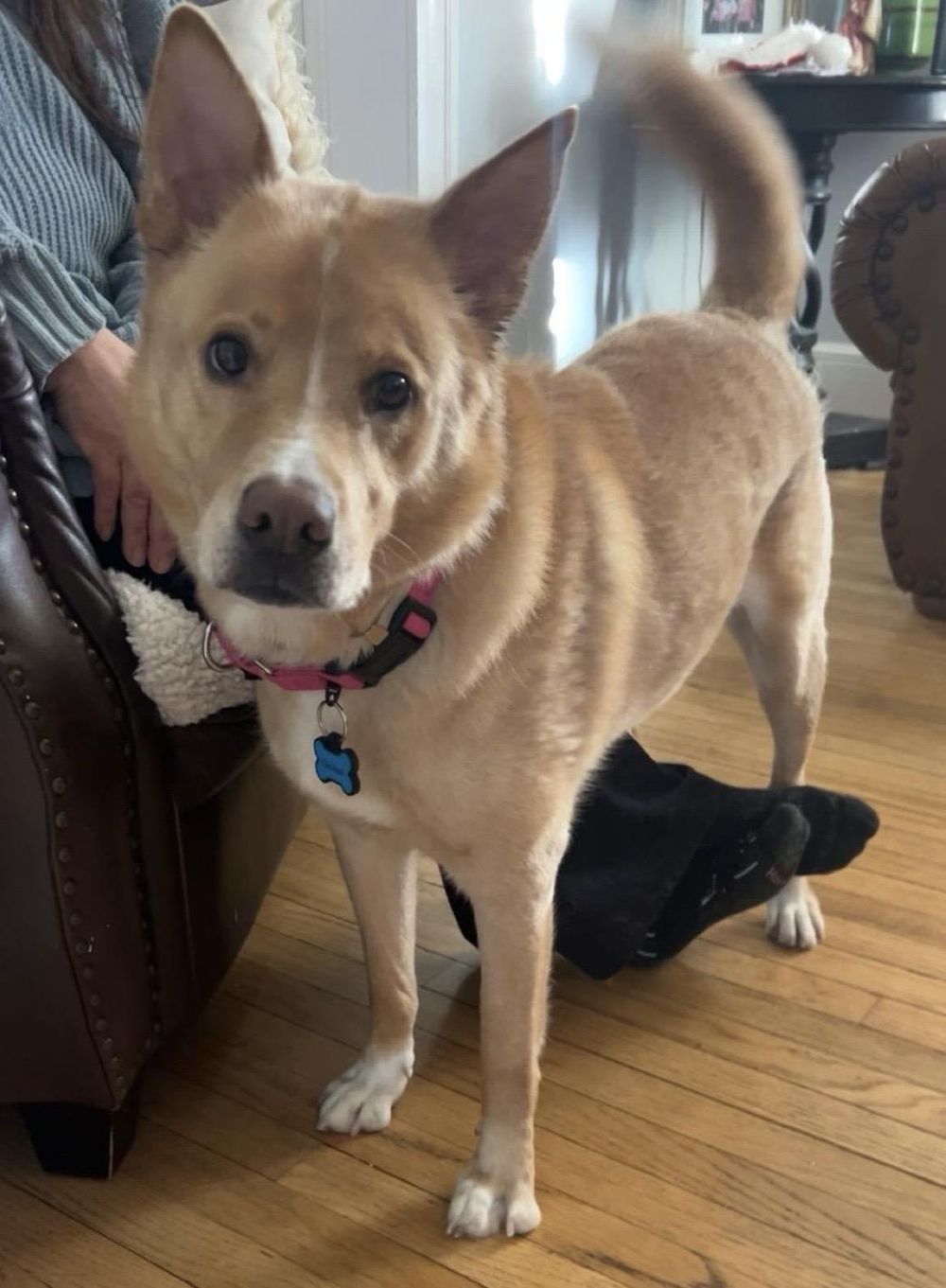 Henry – Jindo & Carolina Dog Mix, available for adoption through GWARP