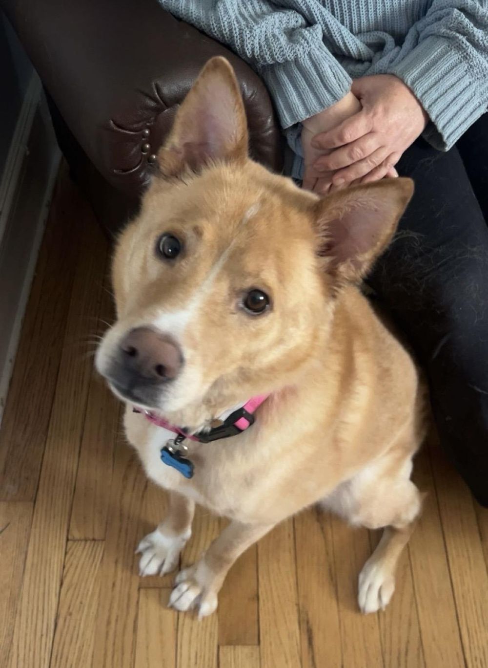 Henry – Jindo & Carolina Dog Mix, available for adoption through GWARP