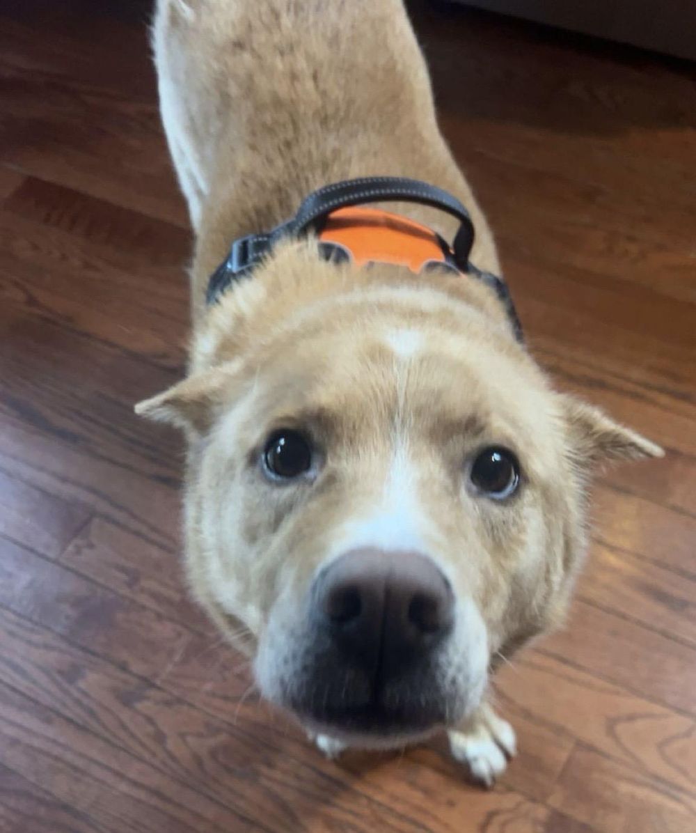 Henry – Jindo & Carolina Dog Mix, available for adoption through GWARP
