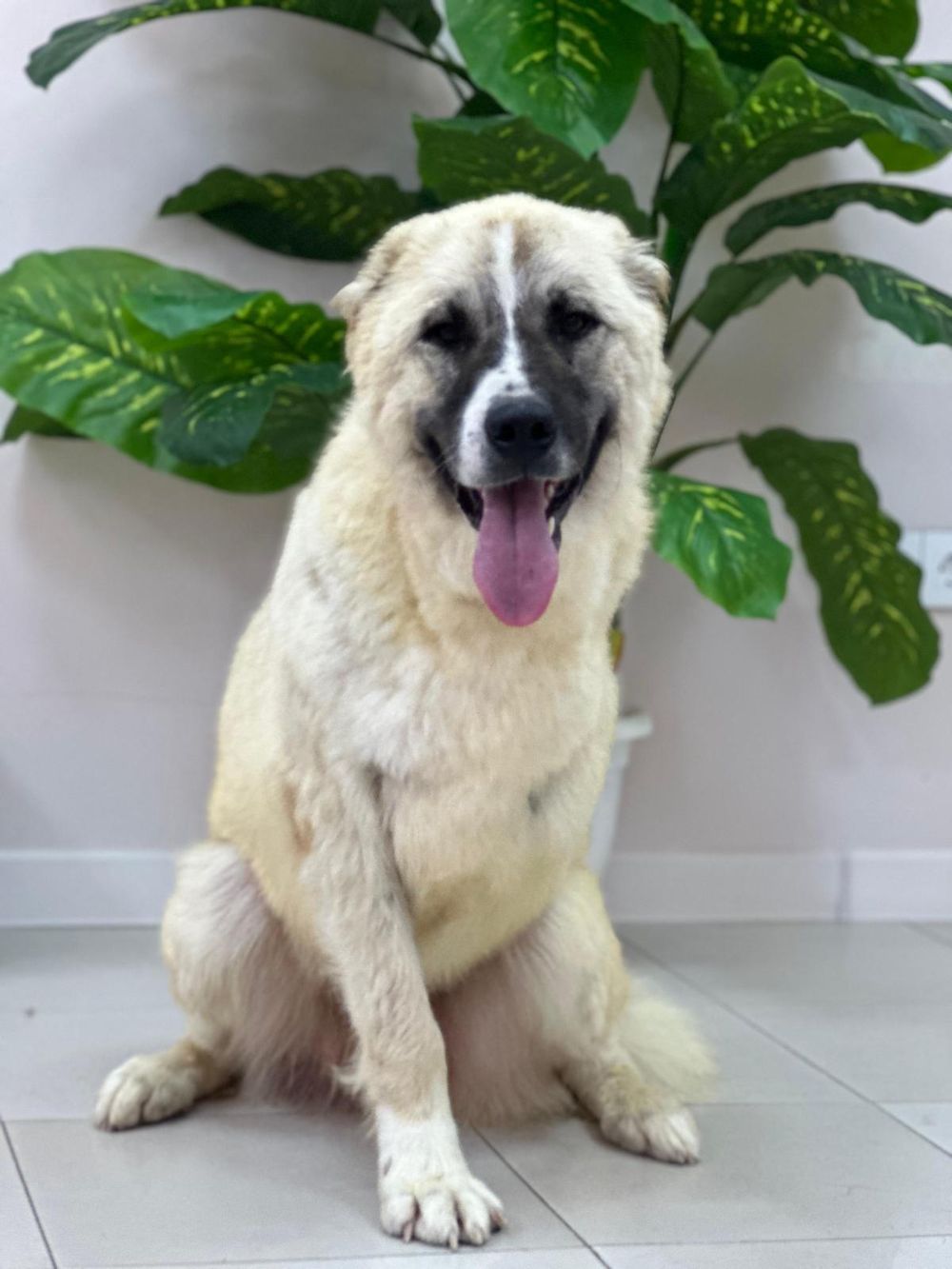 Hugo – Anatolian Shepherd, available for adoption through GWARP