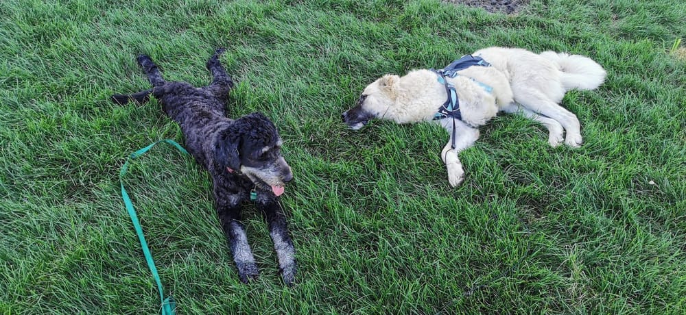Hugo – Anatolian Shepherd, available for adoption through GWARP