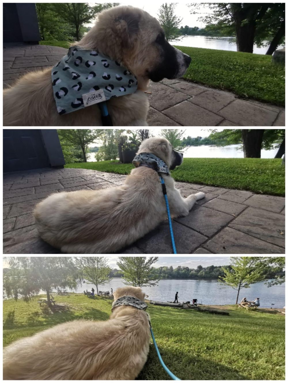 Hugo – Anatolian Shepherd, available for adoption through GWARP