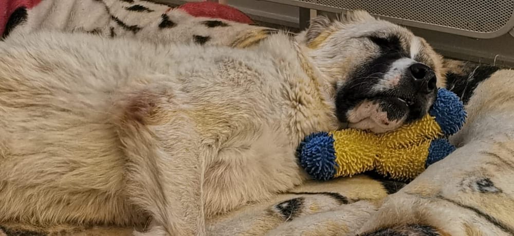 Hugo – Anatolian Shepherd, available for adoption through GWARP
