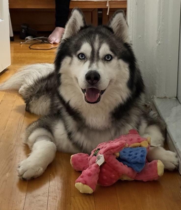 Jake – Husky, available for adoption through GWARP