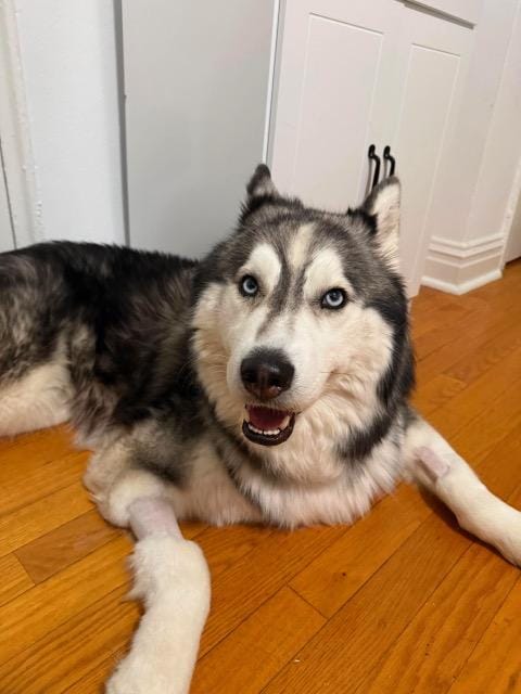 Jake – Husky, available for adoption through GWARP