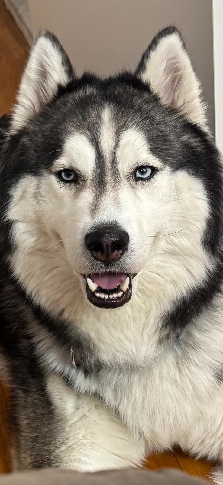 Jake – Husky, available for adoption through GWARP