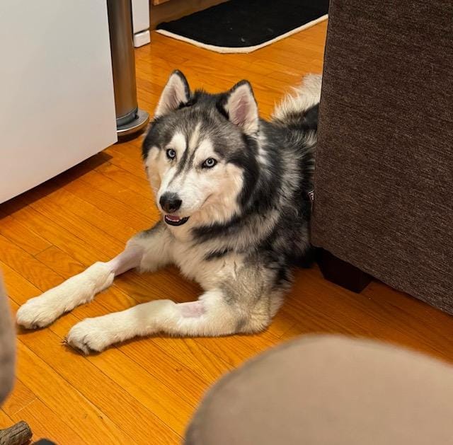 Jake – Husky, available for adoption through GWARP