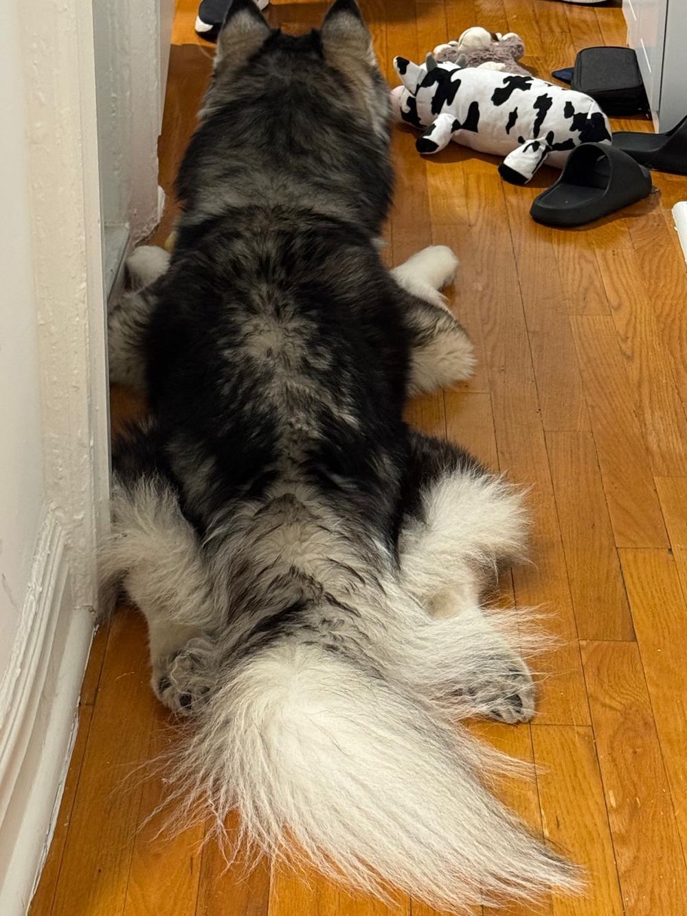 Jake – Husky, available for adoption through GWARP