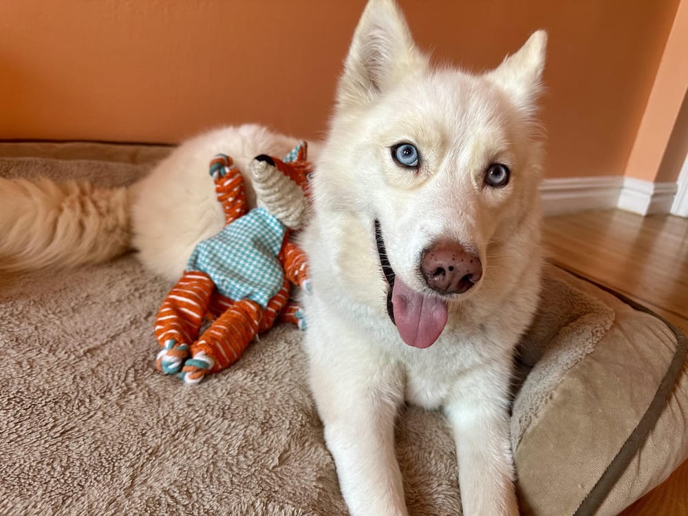 Jilly – Husky, available for adoption through GWARP