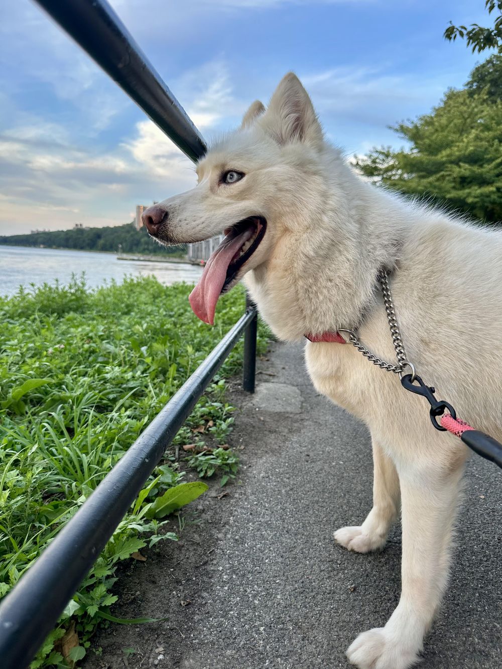 Jilly – Husky, available for adoption through GWARP