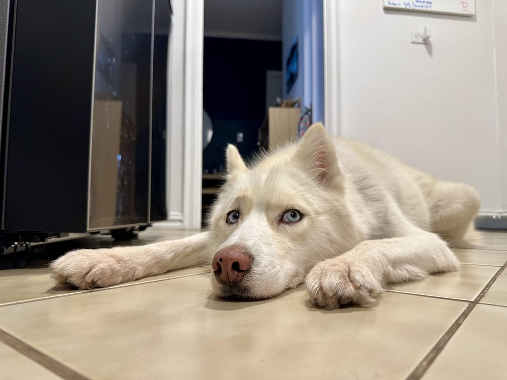 Jilly – Husky, available for adoption through GWARP