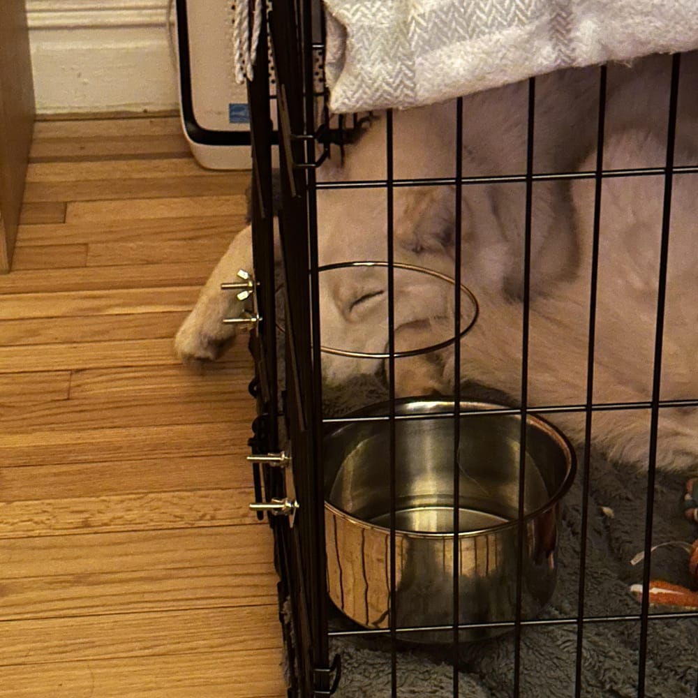 Jilly – Husky, available for adoption through GWARP