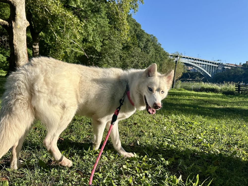 Jilly – Husky, available for adoption through GWARP