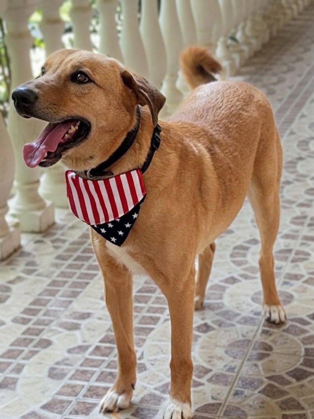 Karma – Canaan Dog, available for adoption through GWARP