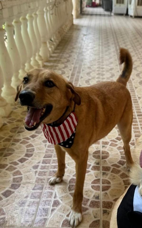 Karma – Canaan Dog, available for adoption through GWARP