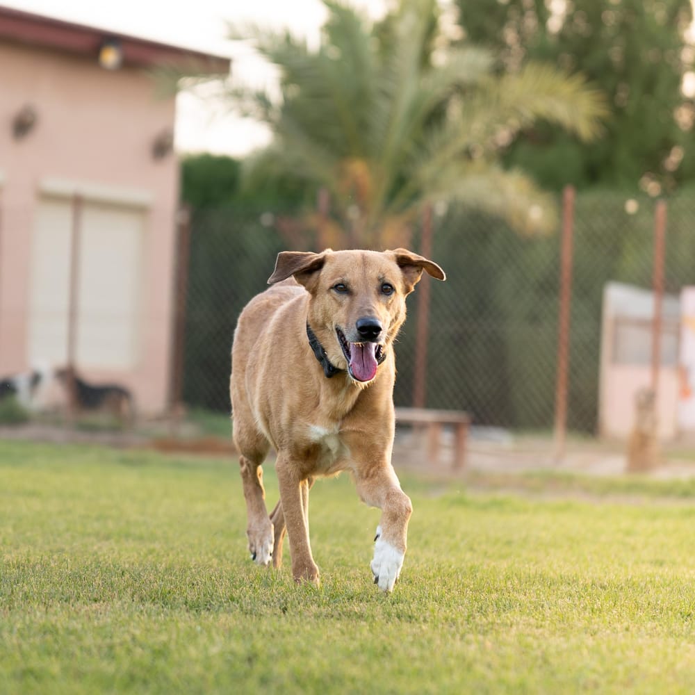 Karma – Canaan Dog, available for adoption through GWARP