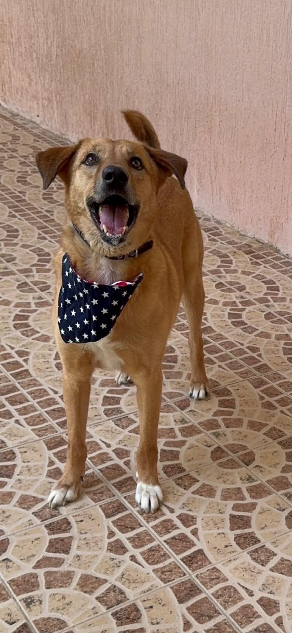 Karma – Canaan Dog, available for adoption through GWARP
