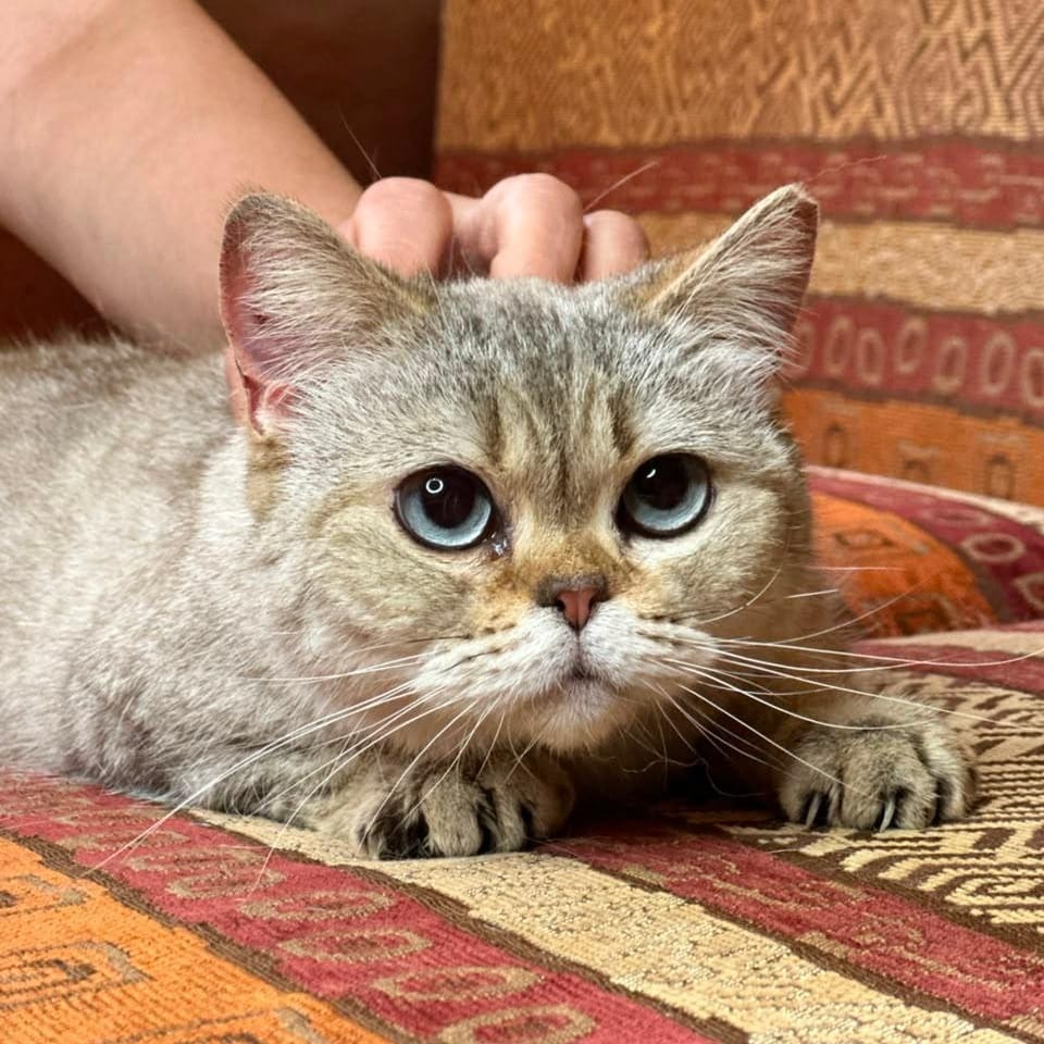 Kasya – Scottish Fold, available for adoption through GWARP