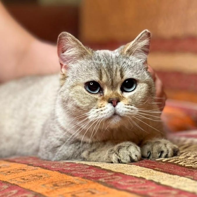 Kasya – Scottish Fold, available for adoption through GWARP