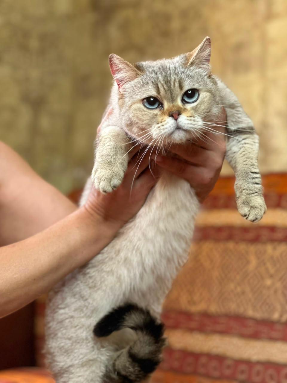 Kasya – Scottish Fold, available for adoption through GWARP