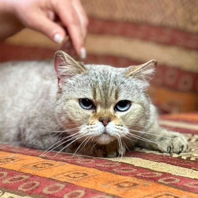 Kasya – Scottish Fold, available for adoption through GWARP