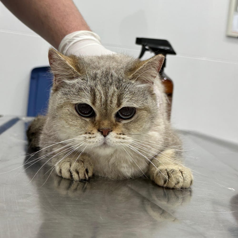 Kasya – Scottish Fold, available for adoption through GWARP