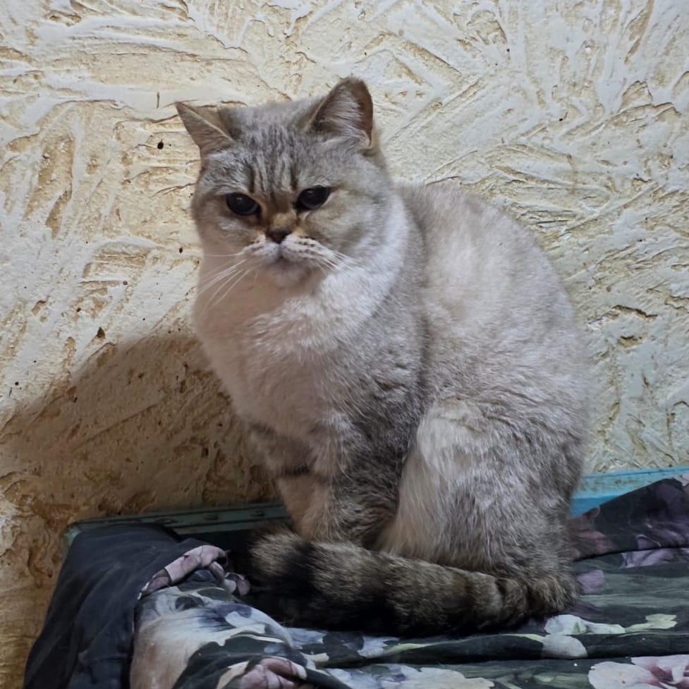 Kasya – Scottish Fold, available for adoption through GWARP